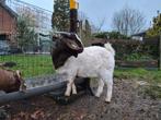 Mooie stevige boerbok bok boergeit voor dekken, Mannelijk, Geit