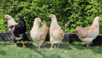 Krielkippen in veel kleuren en mooie rassen. beschikbaar voor biedingen