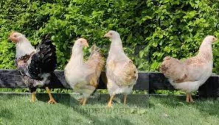 Krielkippen in veel kleuren en mooie rassen., Dieren en Toebehoren, Pluimvee, Kip, Vrouwelijk