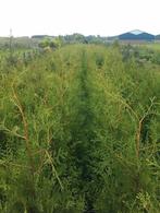 Haagconiferen Thuja Brabant en King of Brabant 100 tm 180cm, Tuin en Terras, Planten | Struiken en Hagen, Ophalen, Conifeer, 100 tot 250 cm