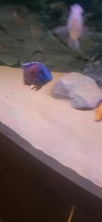 Aulonocara Red Flush man, Vis