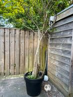 Vijgenboom in pot, Ophalen of Verzenden, In pot, Volle zon, Overige soorten