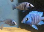 Placidochromis tanzania ( spiegelvis ) eigen foto’s, Dieren en Toebehoren, Vissen | Aquariumvissen, Zoetwatervis, Vis