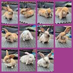 Mooie franse hangoortjes mogen vanaf 23 december verhuizen, Dieren en Toebehoren, Konijnen, Meerdere dieren, Groot