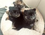 Pomeriaan pup, Dieren en Toebehoren, Overige rassen, 8 tot 15 weken, Teef, Meerdere