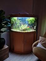 Complete Juwel trigon hoek aquarium 190 liter, Dieren en Toebehoren, Ophalen of Verzenden, Zo goed als nieuw, Gevuld zoetwateraquarium
