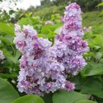 **ACTIE** Syringa vulgaris, gewone sering roze, Ophalen of Verzenden, Overige soorten, Struik, Minder dan 100 cm