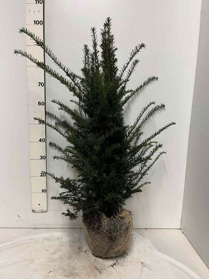 Taxus Baccata 60/80 & 80/100, Tuin en Terras, Planten | Bomen, Overige soorten, Minder dan 100 cm, Volle zon, Bloeit niet, Ophalen of Verzenden
