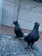 Taklas koppel cobra, Dieren en Toebehoren, Vogels | Duiven, Meerdere dieren, Overige soorten