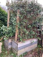 Plantenbak tuinbak bloemenbak 2 stuks met olijfwilg, Ophalen, Gebruikt, 100 cm of meer, Rechthoekig