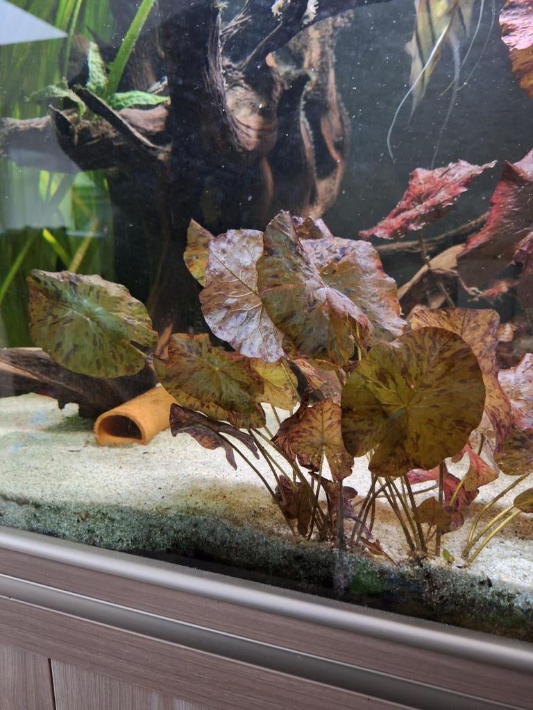 Stekje rode lotus, Ophalen, Nieuw, Plant(en), Steen of Hout