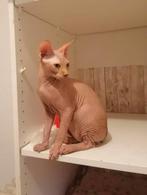 Gezocht Sphynx kat, Dieren en Toebehoren, Kater, Gechipt, 3 tot 5 jaar