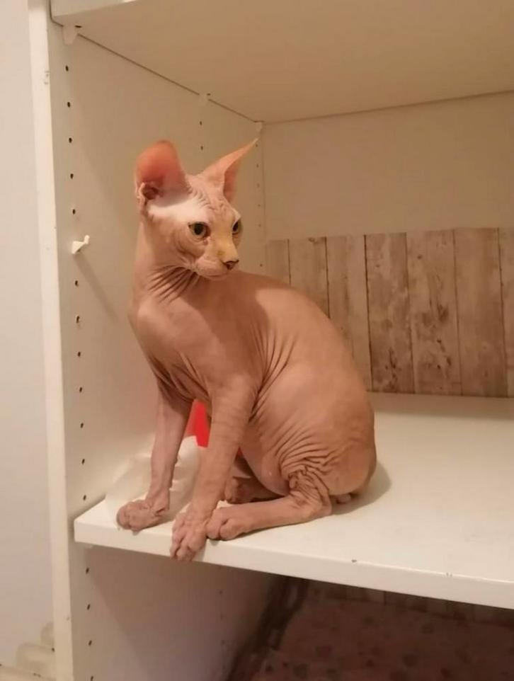 Gezocht Sphynx kat, Dieren en Toebehoren, Katten en Kittens | Raskatten | Korthaar, Kater, 3 tot 5 jaar, Met stamboom, Gechipt