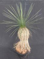 Yucca linearifolia ssp. Galeana 7, 70 cm, stam 35 cm, Ophalen of Verzenden, Vaste plant, Overige soorten, Volle zon