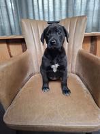 Mooie kruising Pointer/Labrador, Teef, Eén hond, Middel, Nederland