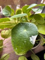 Pilea Pepperomia ‘White Splash’ (pannenkoekenplant), Tuin en Terras, Planten | Fruitbomen, Ophalen of Verzenden, Minder dan 100 cm