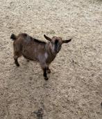Prachtig jong dwerg bokje bok met maanvlekken maanvlek, Dieren en Toebehoren, Mannelijk, Geit, 0 tot 2 jaar