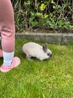 Dwergkonijn incl kooi, Vrouwelijk, Dwerg, 0 tot 2 jaar