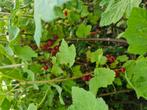 Jonge zwarte en rode bessen planten/ biologische gekweekt., Ophalen, Overige soorten, 100 tot 250 cm