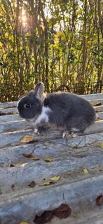 Prachtig lief dwergkonijntje ventje circa 4 maandjes jong!, Mannelijk, Dwerg, 0 tot 2 jaar