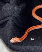 Pantherophis Guttatus rattenslangen, Dieren en Toebehoren, Reptielen en Amfibieën, Slang, Tam, 0 tot 2 jaar