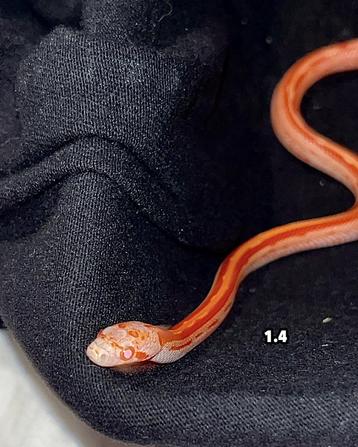 Pantherophis Guttatus rattenslangen beschikbaar voor biedingen
