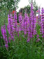 kattestaart, Ophalen, Zomer, Overige soorten, Volle zon