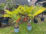 Mooie Palmen, Palmboom, Trachycarpus Fortunei, winterhard🌴, Tuin en Terras, 100 tot 250 cm, Palmboom, Ophalen, Volle zon