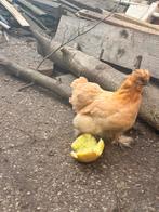 Zijdehoen kip, Vrouwelijk, Kip