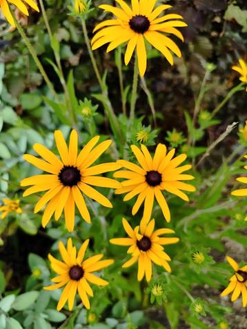 Rubeckia, Zonnehoed Goldsturm beschikbaar voor biedingen