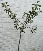 Kersen boom, Tuin en Terras, Planten | Fruitbomen, Kersenboom, In pot, Ophalen of Verzenden, Halfschaduw