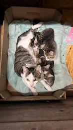 Kitten kittens cypers Europese korthaar, Dieren en Toebehoren, Geslacht onbekend, Kortharig, 0 tot 2 jaar