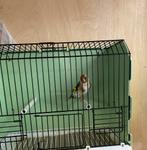 Majoor putter pop, Dieren en Toebehoren, Vrouwelijk, Wildzangvogel