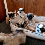 Lieve boomer pups, nog één reutje beschikbaar, Overige rassen, 8 tot 15 weken, Meerdere, Meerdere dieren