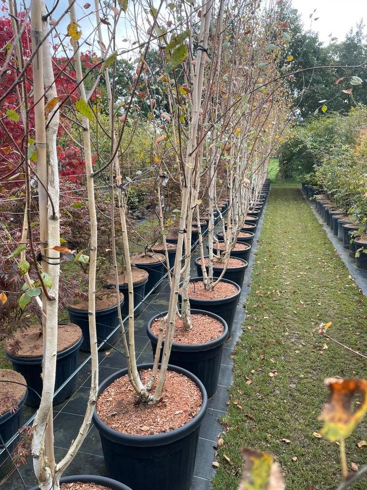 Meerstam Berk Betula 300/400 hoog, in pot, nu euro 175,-., Tuin en Terras, Planten | Bomen, Overige soorten, 400 cm of meer, Volle zon