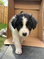 Australian shepherd x Friese stabij pups, Dieren en Toebehoren, Rabiës (hondsdolheid), Overige rassen, 8 tot 15 weken, Meerdere