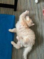 Kittens te koop aangeboden, Dieren en Toebehoren, Katten en Kittens | Raskatten | Langhaar, Kater