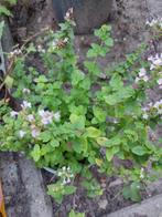 Oregano, Tuin en Terras, Planten | Tuinplanten, Ophalen, Zomer, Overige soorten, Volle zon
