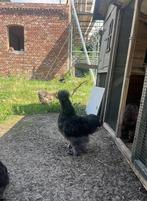 Usa zijdehoen haan, Dieren en Toebehoren, Pluimvee