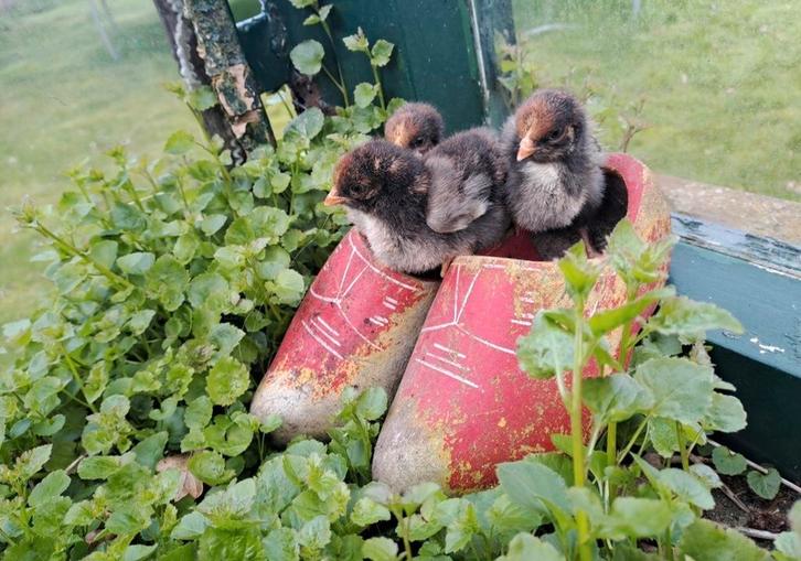 Brahma kuikens gesekst hennen en hanen, Dieren en Toebehoren, Pluimvee, Kip