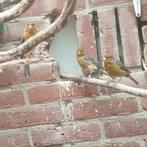 3 man kanaries, Mannelijk, Kleurkanarie