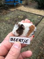 Jong cavia beertje. Speciale kleuren., Dieren en Toebehoren, Cavia, Mannelijk, Januari, Tam