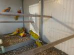 turquoisine parkiet geel opaline roodbuik, Dieren en Toebehoren, Meerdere dieren, Parkiet, Geringd