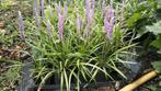 Liriope muscari "Moneymaker", Tuin en Terras, Planten | Tuinplanten, Ophalen of Verzenden, Zomer, Overige soorten, Volle zon