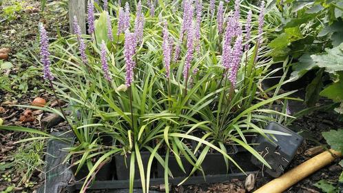Liriope muscari "Moneymaker", Tuin en Terras, Planten | Tuinplanten, Overige soorten, Volle zon, Zomer, Ophalen of Verzenden
