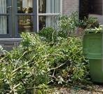 Snoeiafval / takken gezocht, Ophalen of Verzenden, Volle zon, Overige soorten