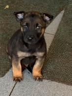 Mechelse herderpups, Dieren en Toebehoren, Meerdere, Meerdere dieren, Herder, Nederland