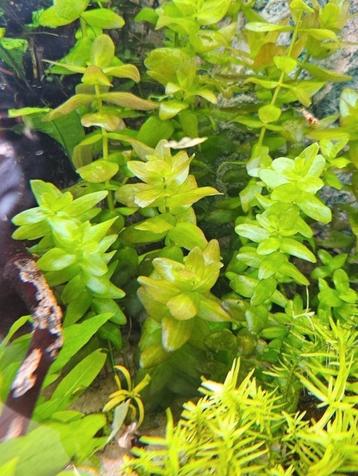 4 stengels Bacopa Caroliniana - ook verzenden beschikbaar voor biedingen