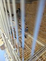 Rijstvogels, Meerdere dieren