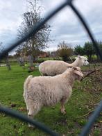 Ter dekking mooie angora bok, Dieren en Toebehoren, Mannelijk, Geit